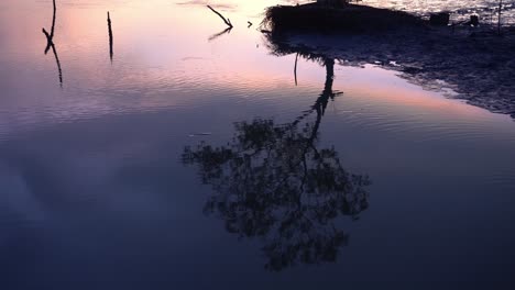 Spiegelung-Des-Mangrovenbaums-Im-Wasser